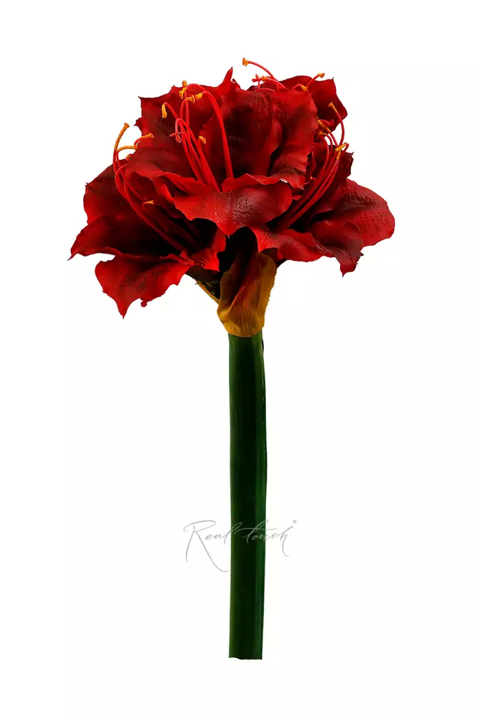 Амариллис Гигант - Красный