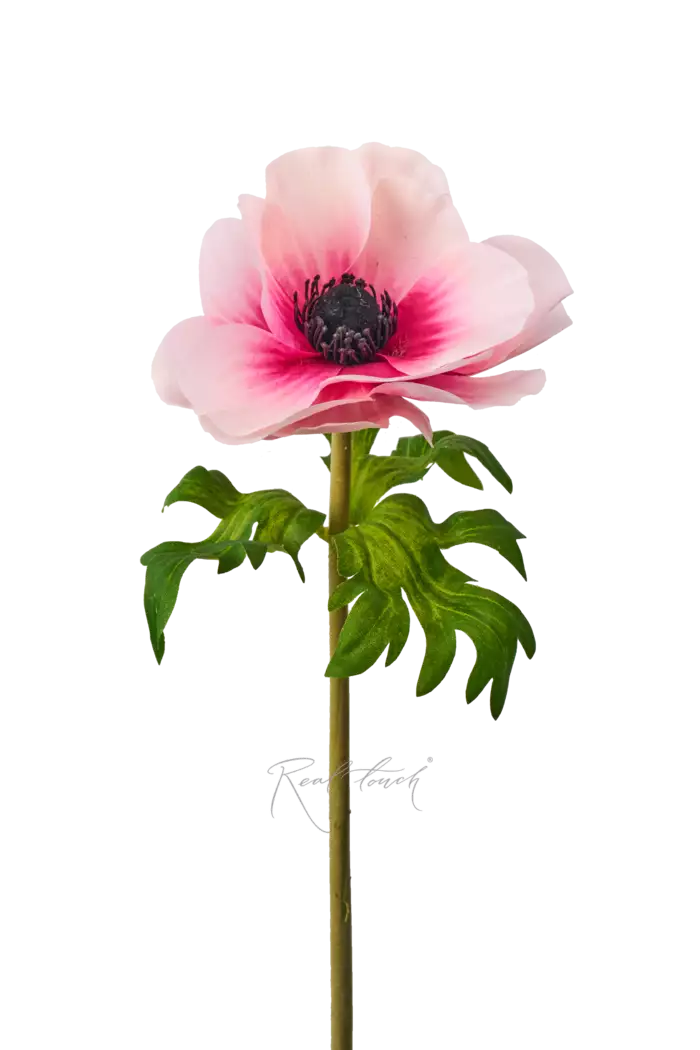 Анемона de Caen - Бело-розовый